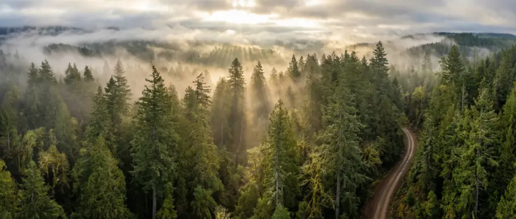 Timberland: The 800-Year Asset Class That Grows While You Sleep